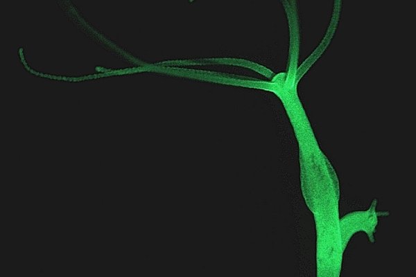 Kraken darknet